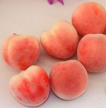 Декоративный Персик
