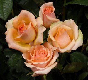 Роза (чайно-гибридная) - Версилия