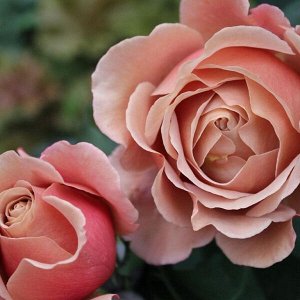 Роза (флорибунда) - Коко Локо