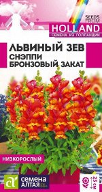 Львиный зев Снэппи Бронзовый закат 10шт