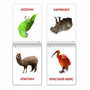 Книги набор «Карточки Домана. Животные материков», 6 шт. по 20 стр.