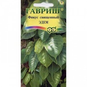 Фикус священный Эдем (Гавр)