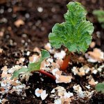Скорлупа яичная — Устраняет избыточную кислотность почвы