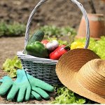 S Огород круглый год: как вырастить зелень на подоконнике