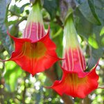 Бругмансия кровавая Red Angel&#039;s Trumpet