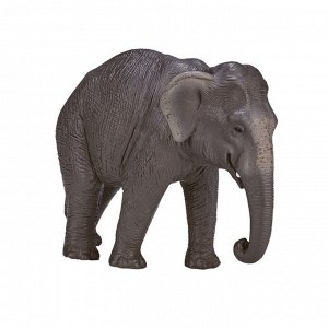 Азиатский слон