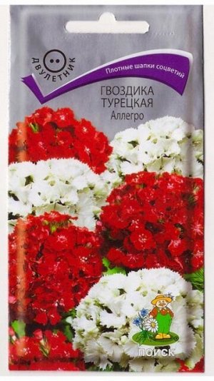Гвоздика Турецкая Аллегро (Код: 78049)
