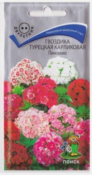 Гвоздика Турецкая Пиноккио карлик (Код: 66946)