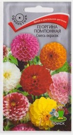 Георгина Помпонная смесь окрасок (Код: 14292)