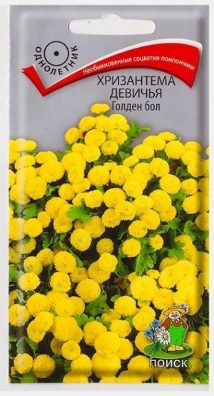 Хризантема Девичья Голден Бол (Код: 65995)