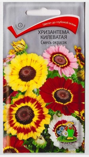 Хризантема Килеватая смесь окрасок (Код: 65999)