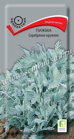 Пижма Серебряное Кружево (Код: 90602)