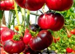 Томат Аметистовая драгоценность