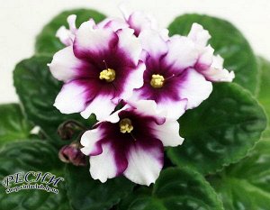 Фиалка Крупные белые звёзды  вишнёвым глазком. Аккуратная розетка.