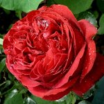 Роза Руж Пьер де Ронсар (Плетистая/Парковая/Шраб) &quot;СИБИРСКАЯ САДОВНИЦА&quot; 1шт (Сиб сад)