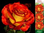 Роза Френдли (Чайно-гибридная) 1шт (Сиб сад)