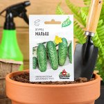 Семена Огурец &quot;Малыш&quot;, ультраскороспелый, пчелоопыляемый, 0,5 г