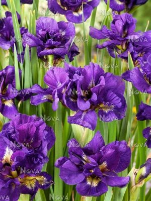 Ирис Sibirica Kabluey