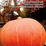 Тыква Романтика
