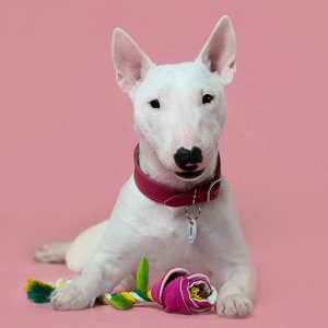 Игрушка Mr.Kranch для собак мелких и средних пород Роза с канатом 29х5х5см, розовая
