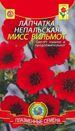 Лапчатка Мисс Вильмот непальская 50шт Плазма