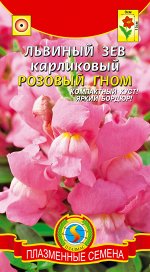 Львиный зев Розовый гном карликовый Плазма