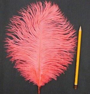 Перо страуса коралловое 25-29 см