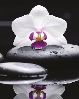 Постер Art-0551 Орхидея на камнях 2