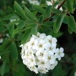 Спирея Вангутта, саженец 10-20см