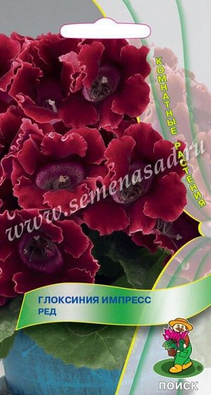Глоксиния Импресс Ред (Код: 84348)