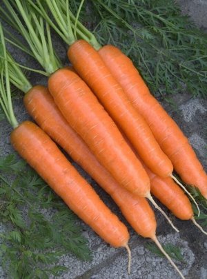 Детская радость 2г А морковь