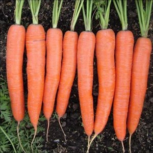 Драже Бессердцевинная А морковь
