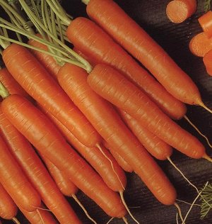 Медовая 2г А морковь