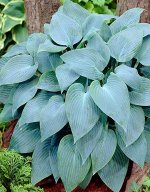 Хоста Fragrant Blue 2хлетка саженец в горшочке