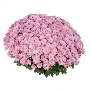 Хризантема Flair Pink