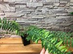 Папоротник нефролепис Tiger fern