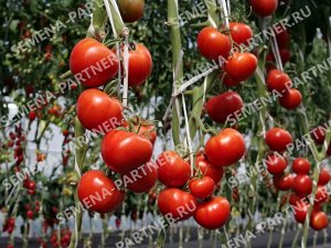 Томат Майами F1 / Гибриды томата с массой плода 100-250 г