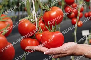 Томат Майами F1 / Гибриды томата с массой плода 100-250 г