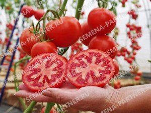 Томат Финалист F1 / Гибриды томата с массой плода 100-250 г
