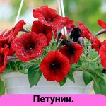 Семена Алтая. Богатый выбор овощных и цветочных семян