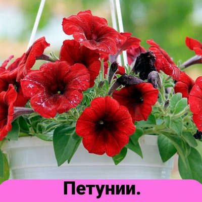 Семена Алтая. Богатый выбор овощных и цветочных семян