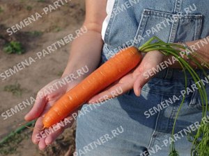 Агрофирма Партнёр Семена Морковь Краса Севера F1 ^(0,5Г)