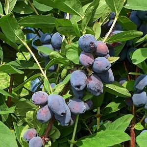 Жимолость Голубое Сокровище (Blue Treasure)
