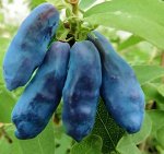 Жимолость Голубой Банан (Blue Banana)