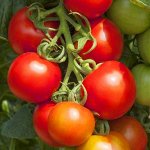 Помидоры Тамина Яблонька России — Tamina Tomato
