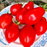 Помидоры Нова из Салерно — Pomodori Nova Di Salerno