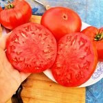 Помидоры Моя — Moya Tomatoes