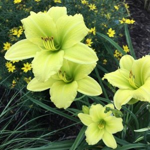 Лилейник Green Flutter саженцы в горшке