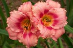 Лилейник Strawberry Candy