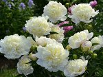 Пион Duchesse de Nemours